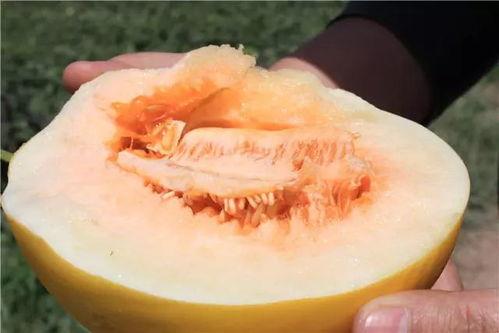 吃蜜瓜想吐,揭秘吃蜜瓜想吐的奇妙体验