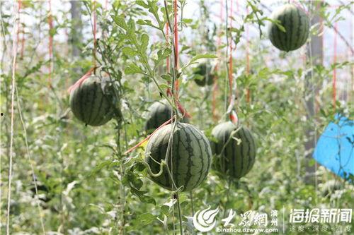 工商吃瓜视频,揭秘企业内部那些不为人知的趣闻轶事