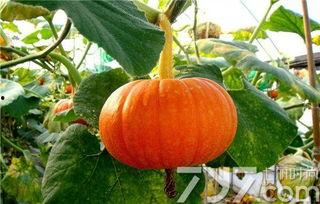 春天孩子吃瓜好吗,吃瓜真的好吗?