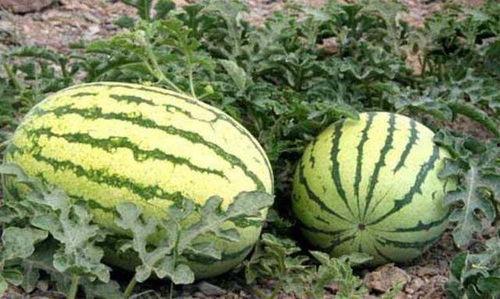 沙漠瓜什么时候可以吃,品味沙漠中的甘甜时光