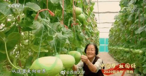 卫兵致敬吃瓜评论,揭秘网络舆论背后的故事