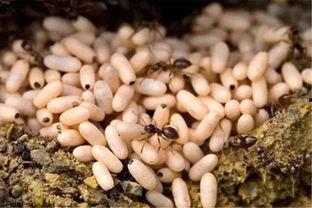 蚂蚁吃蜜瓜根,蜜瓜根下的甜蜜探险