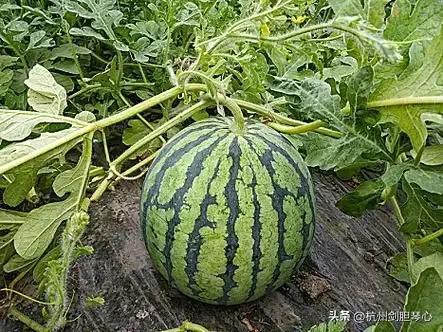 吃瓜的时代,揭秘网络舆论场中的热点追踪与真相探寻