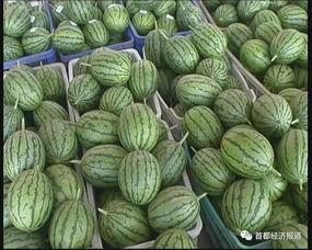 安定吃瓜,揭秘娱乐圈背后的秘密与八卦