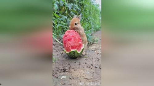 小兔吃树瓜吗,小兔的树瓜美食之旅