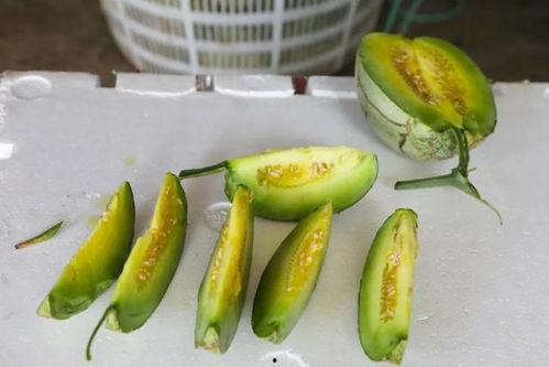 梦到采野生蜜瓜吃瓜,采野生蜜瓜,尽享甜蜜滋味