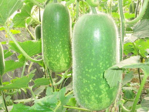 男性吃佛心瓜功效,佛心瓜,滋养身心,强健体魄