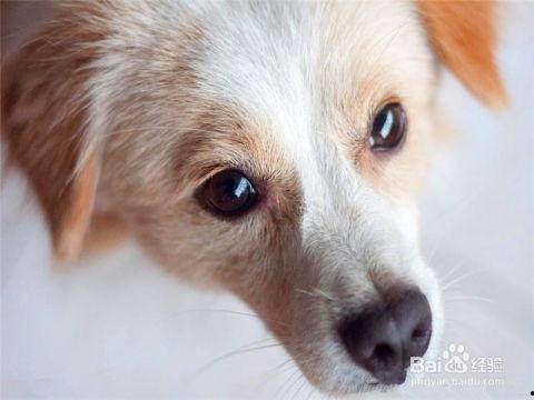 小狗看人吵架吃瓜,看人吵架,吃瓜群众的小小观察