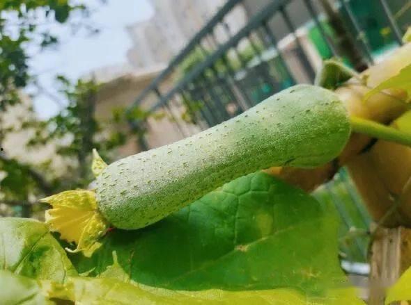 吃瓜结果瓜被扔