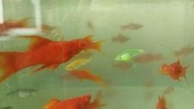 吃瓜小小鱼,吃瓜小小鱼的美食探秘之旅