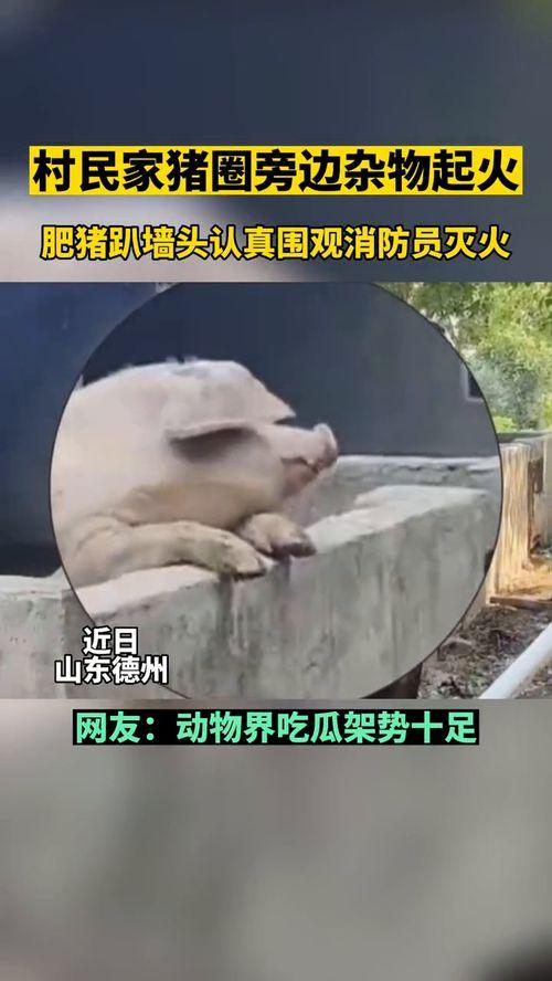 狗届热心吃瓜群众,揭秘宠物界的八卦风云